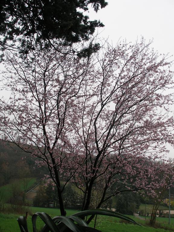 B&B Della Rosa Civitella D'Arna Esterno foto